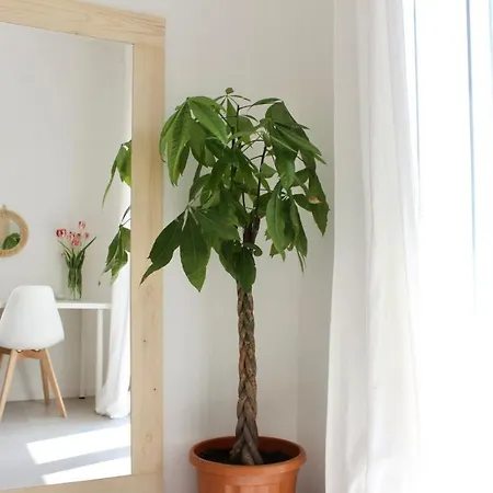 Pathos Quarto dʼAltino